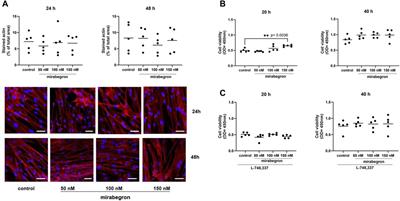 Dynamic phenotypic shifts and M2 receptor downregulation in bladder smooth muscle cells induced by mirabegron